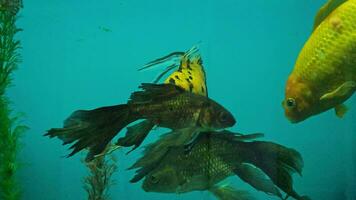 varios multicolor brillante pescado nadar en el acuario. acuario con pequeño mascotas. video