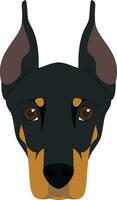 Doberman dog isolated on white background vector illustration