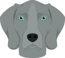 Weimaraner dog isolated on white background vector illustration