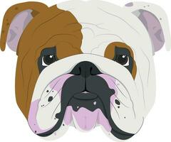 English Bulldog dog isolated on white background vector illustration