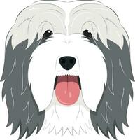 Bearded Collie dog isolated on white background vector illustration