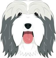 Bearded Collie dog isolated on white background vector illustration