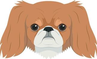 Pekingese dog isolated on white background vector illustration