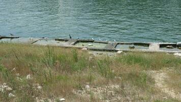 mouettes et canards dans le mer. la nature Voyage video