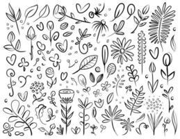 Plant and Flower Specimen Doodle Set, Hand Drawn Floral Elements, Isolated Graphics vector