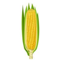 Vector illustration, corn cobs with husks, isolated on white background.