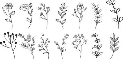 vector botanical abstract line art, hand-drawn herbs, flowers, leaves, and branches.