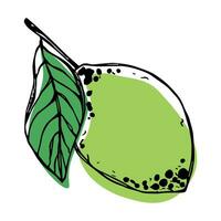 Vector lime clipart. Hand drawn citrus icon. Fruit illustration. For print, web, design, decor