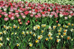 Tulips in the Keukenhof botanical garden, located in the Netherlands, the largest flower garden in the world photo