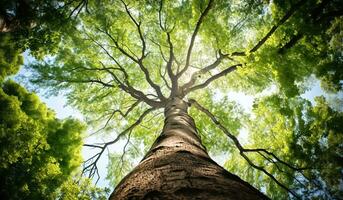 Huge tree in the forest, seen from below. AI generated photo