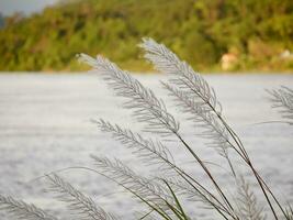 White grass flower blowing in the wind,  tropical rainforest, Morning mist and mountain, The Mekong River has flowing water, winter wind, Aesthetic nature landscape photo