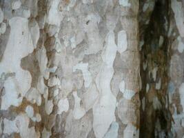 dry tree bark texture and background, nature concept, Tree bark texture close up, natural background, Rough surface of trunk, Dirt skin of wooden, Grey, brown, green nature background photo