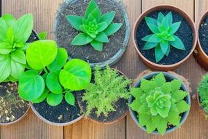 parte superior ver un cerca arriba de plantas en ollas en un mesa. antecedentes. ai generativo Pro foto