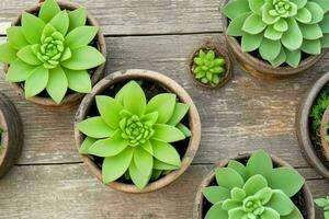 top view a close up of plants in pots on a table. background. AI Generative Pro Photo