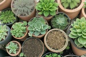 top view a close up of plants in pots on a table. background. AI Generative Pro Photo