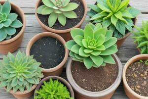 parte superior ver un cerca arriba de plantas en ollas en un mesa. antecedentes. ai generativo Pro foto