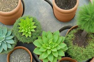 parte superior ver un cerca arriba de plantas en ollas en un mesa. antecedentes. ai generativo Pro foto