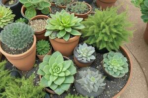 top view a close up of plants in pots on a table. background. AI Generative Pro Photo