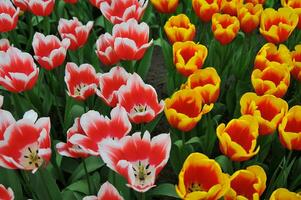 Tulips in the Keukenhof botanical garden, located in the Netherlands, the largest flower garden in the world photo