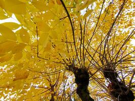 The natural beauty of autumn colors and falling leaves photo