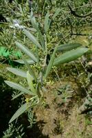 an olive tree with green leaves and flowers photo