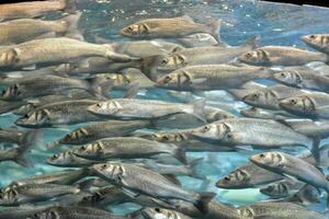 un grande grupo de pescado nadando en un acuario foto
