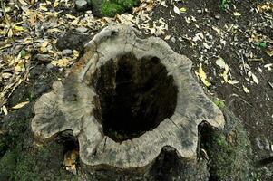 a tree stump with a hole in it photo