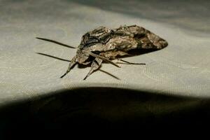 un polilla en un mesa en el oscuro foto