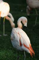 a group of flamingos standing in the grass photo