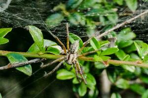 a spider on a plant with leaves and green leaves photo