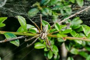 un araña en un planta con hojas y verde hojas foto