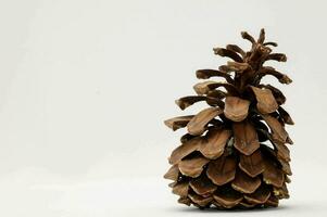 a pine cone on a white background photo