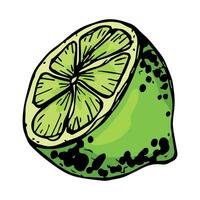 Vector lime clipart. Hand drawn citrus icon. Fruit illustration. For print, web, design, decor