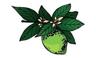 Vector lime clipart. Hand drawn citrus icon. Fruit illustration. For print, web, design, decor