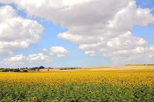 a field of sunflowers in the middle of a blue sky photo