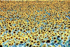 un campo de girasoles en el medio de un azul cielo foto