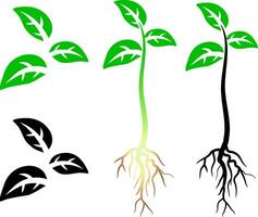 Pack set of icons of plant shoots with leaves and roots vector