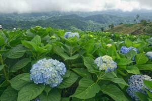 Hydrangea flower field in mountain. nature background image. close up hydrangea with blur background no people. photo