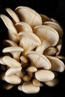 Oyster mushrooms on a black background. Bunch of fresh oyster mushrooms. photo