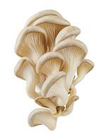 Bunch of oyster mushrooms isolated on a white background. Ripe oyster mushrooms. photo