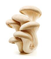 Bunch of oyster mushrooms isolated on a white background. Ripe oyster mushrooms. photo