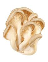 Bunch of oyster mushrooms isolated on a white background. Ripe oyster mushrooms. photo