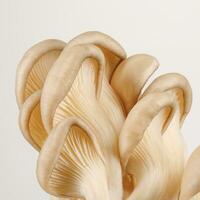 A bunch of oyster mushrooms on a white background. Ripe oyster mushrooms. photo