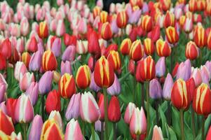 Tulips in the Keukenhof botanical garden, located in the Netherlands, the largest flower garden in the world photo