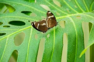 The beauty of the colors and pattern of a butterfly photo