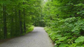 la carretera Entre arboles en el bosque. video