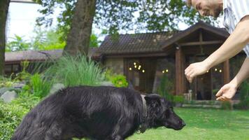 adolescente giocando con il suo cane. video