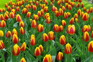 Tulips in the Keukenhof botanical garden, located in the Netherlands, the largest flower garden in the world photo