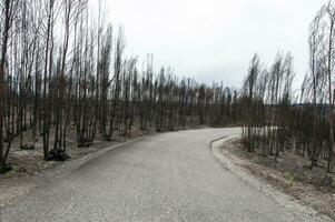 enorme fuego en Portugal, cuales destruido muchos hectáreas de bosque, pueblos, carros y paisaje foto