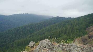 Forest view from behind the cliffs. video